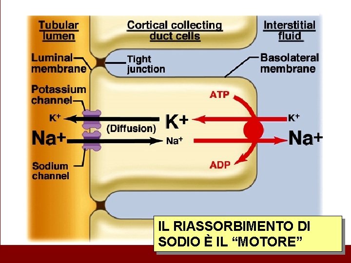 IL RIASSORBIMENTO DI SODIO È IL “MOTORE” 