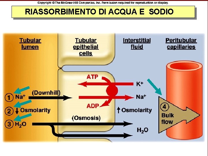 RIASSORBIMENTO DI ACQUA E SODIO 