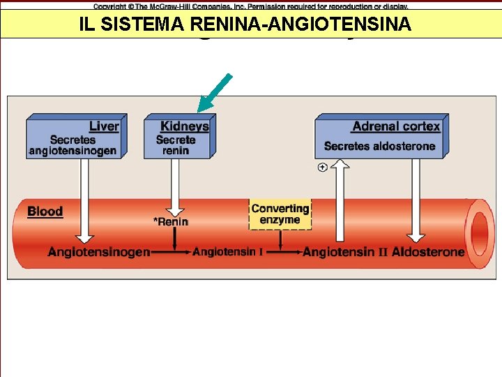 IL SISTEMA RENINA-ANGIOTENSINA 