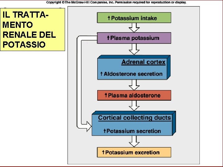 IL TRATTAMENTO RENALE DEL POTASSIO 