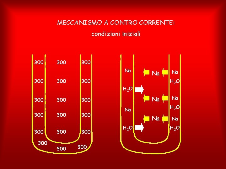 MECCANISMO A CONTRO CORRENTE: condizioni iniziali 300 300 Na H 2 O 300 300