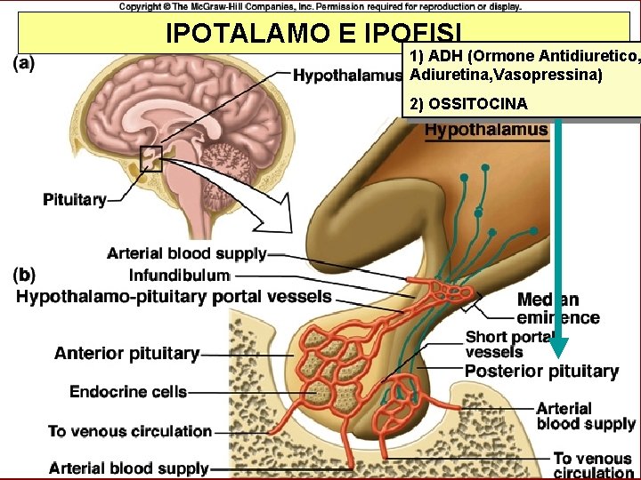 IPOTALAMO E IPOFISI 1) ADH (Ormone Antidiuretico, Adiuretina, Vasopressina) 2) OSSITOCINA 
