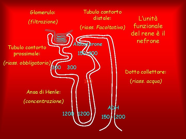 Tubulo contorto distale: Glomerulo: (filtrazione) (riass. Facoltativo) Aldosterone Tubulo contorto prossimale: (riass. obbligatorio) L’unità