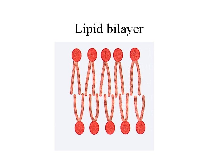 Lipid bilayer 