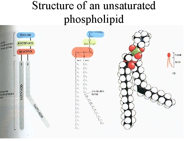 Structure of an unsaturated phospholipid 