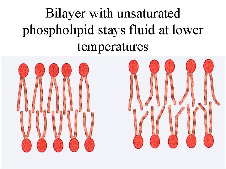 Bilayer with unsaturated phospholipid stays fluid at lower temperatures 
