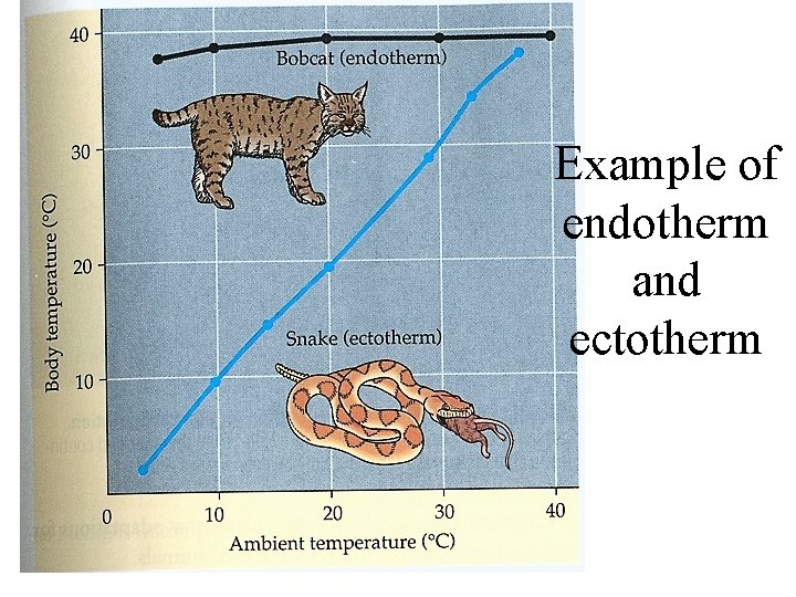 Example of endotherm and ectotherm 