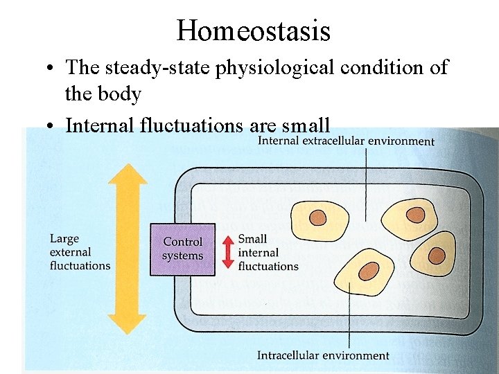 Homeostasis • The steady-state physiological condition of the body • Internal fluctuations are small