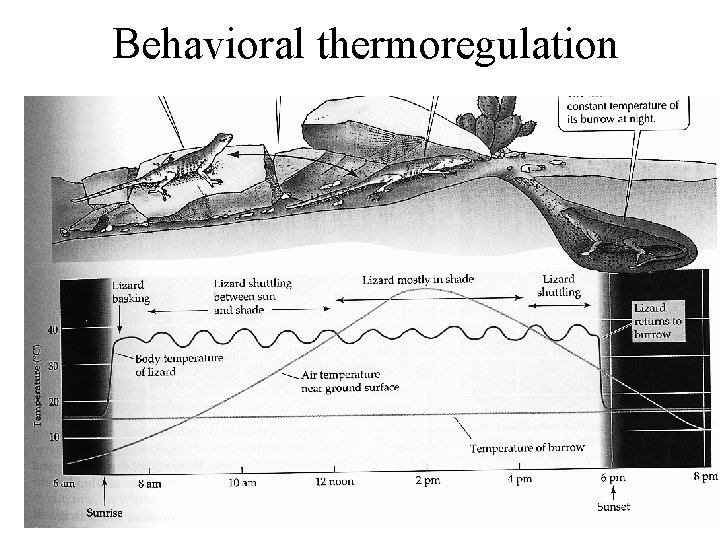 Behavioral thermoregulation 