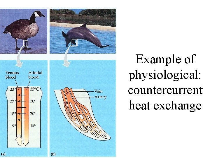 Example of physiological: countercurrent heat exchange 