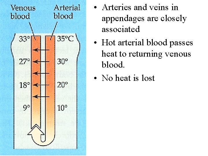  • Arteries and veins in appendages are closely associated • Hot arterial blood