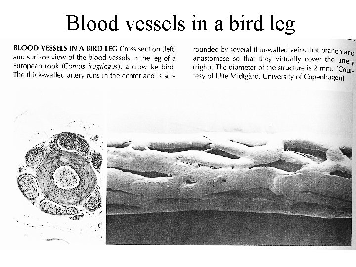 Blood vessels in a bird leg 