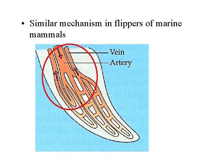  • Similar mechanism in flippers of marine mammals 