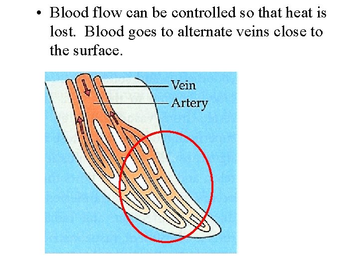  • Blood flow can be controlled so that heat is lost. Blood goes