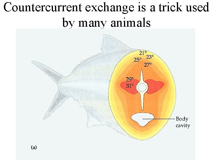 Countercurrent exchange is a trick used by many animals 