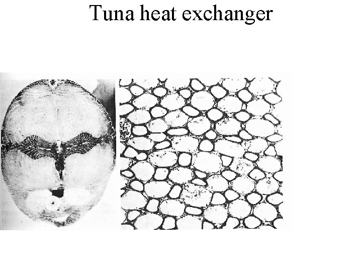 Tuna heat exchanger 