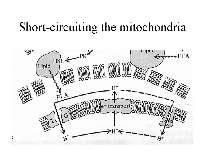 Short-circuiting the mitochondria 