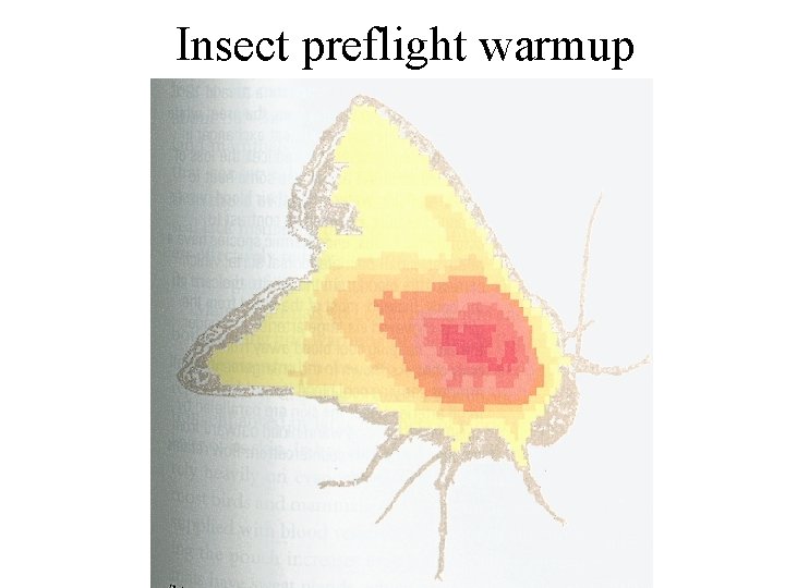 Insect preflight warmup 