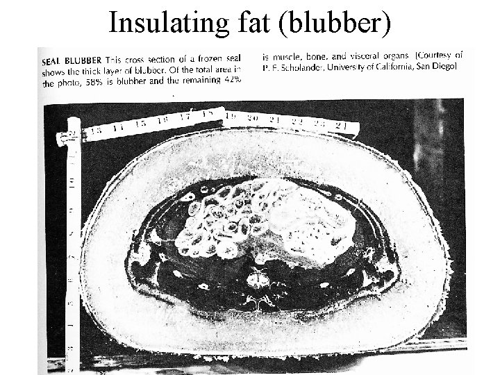 Insulating fat (blubber) 