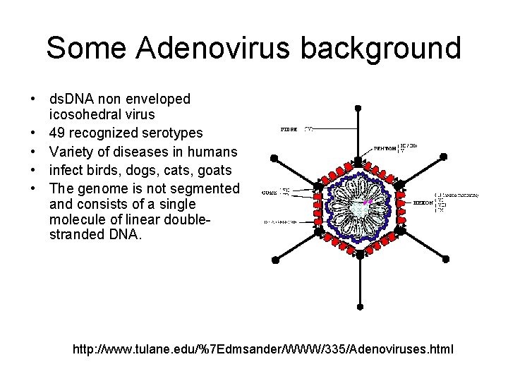 Some Adenovirus background • ds. DNA non enveloped icosohedral virus • 49 recognized serotypes
