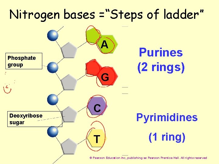  Nitrogen bases =“Steps of ladder” A Phosphate group G Deoxyribose sugar C T