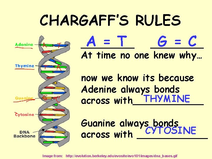 CHARGAFF’S RULES A = T G = C _________ At time no one knew