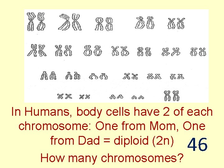 In Humans, body cells have 2 of each chromosome: One from Mom, One from
