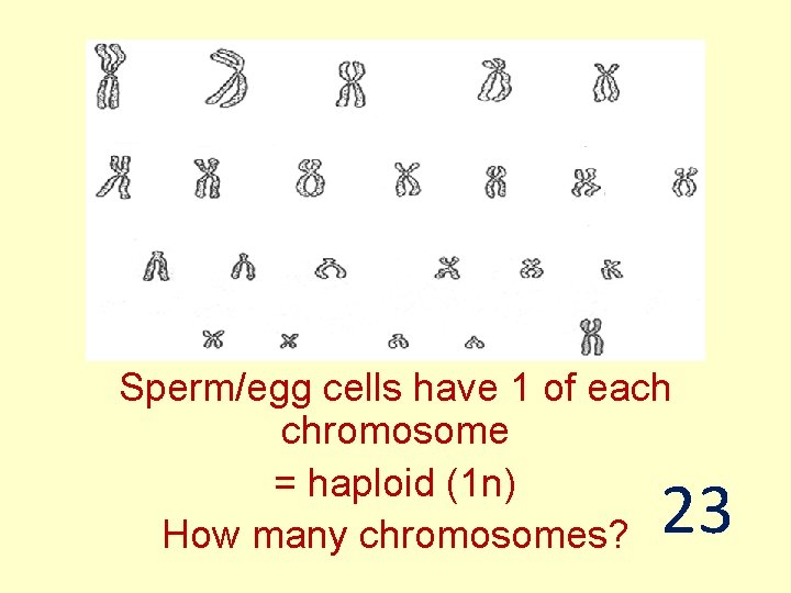 Sperm/egg cells have 1 of each chromosome = haploid (1 n) How many chromosomes?