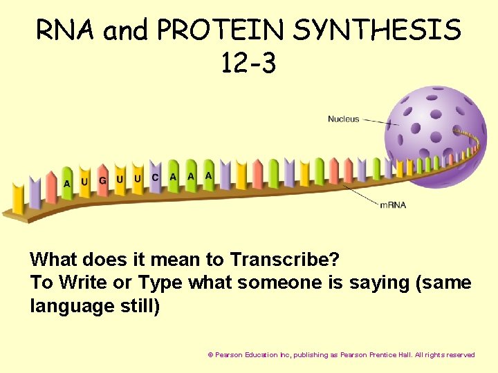 RNA and PROTEIN SYNTHESIS 12 -3 What does it mean to Transcribe? To Write