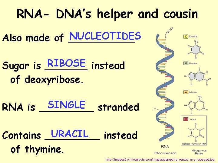 RNA- DNA’s helper and cousin NUCLEOTIDES Also made of ______ RIBOSE instead Sugar is