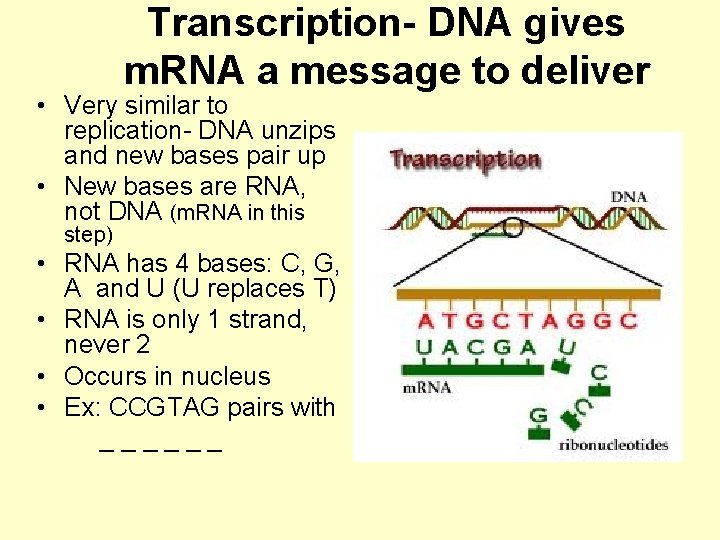 Transcription- DNA gives m. RNA a message to deliver • Very similar to replication-