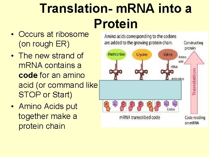 Translation- m. RNA into a Protein • Occurs at ribosome (on rough ER) •