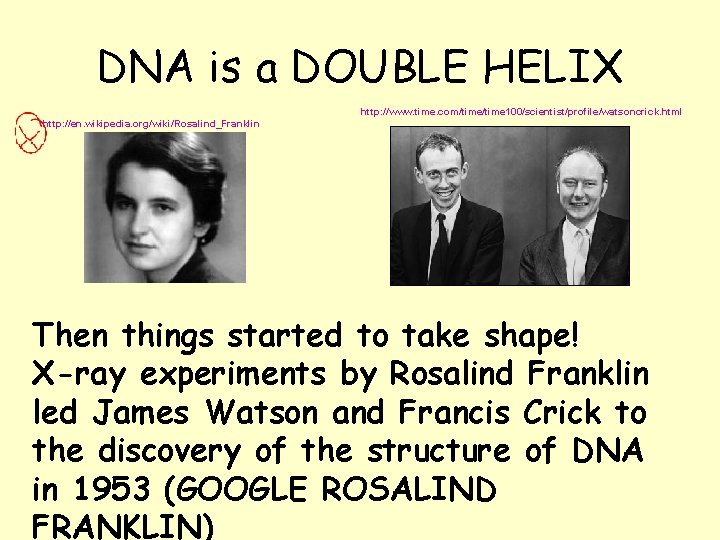 DNA is a DOUBLE HELIX http: //www. time. com/time 100/scientist/profile/watsoncrick. html http: //en. wikipedia.