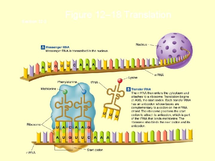 Section 12 -3 Figure 12– 18 Translation 