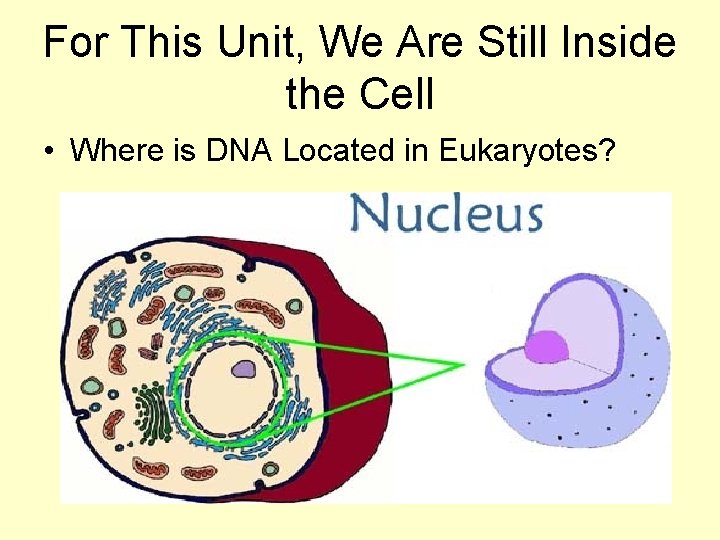 For This Unit, We Are Still Inside the Cell • Where is DNA Located