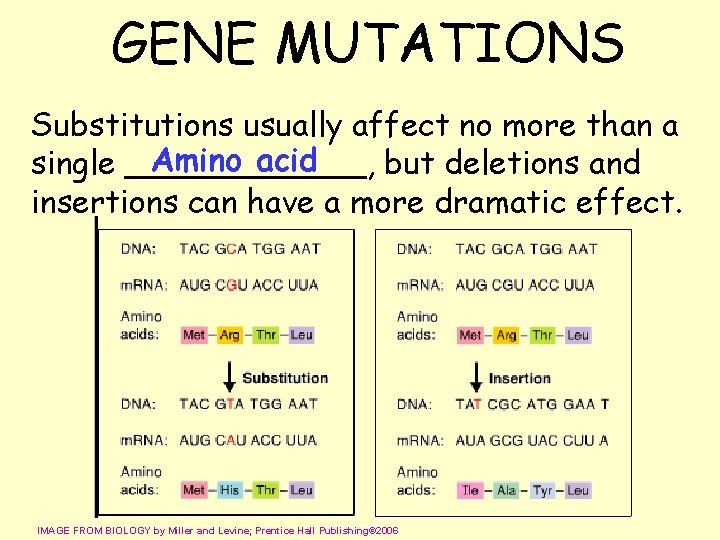 GENE MUTATIONS Substitutions usually affect no more than a Amino acid single ______, but
