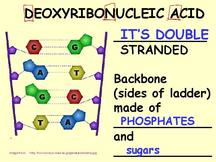 DEOXYRIBONUCLEIC ACID IT’S DOUBLE _______ STRANDED Image from: http: //www. tokyo-med. ac. jp/genet/picts/dna. jpg