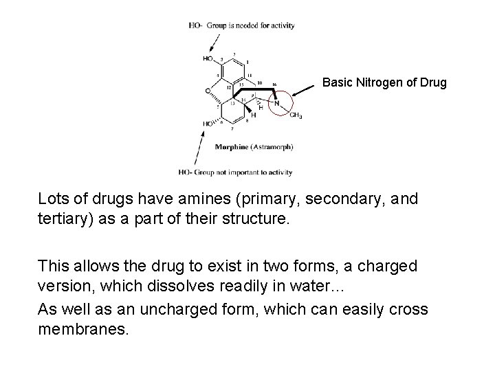 Basic Nitrogen of Drug Lots of drugs have amines (primary, secondary, and tertiary) as