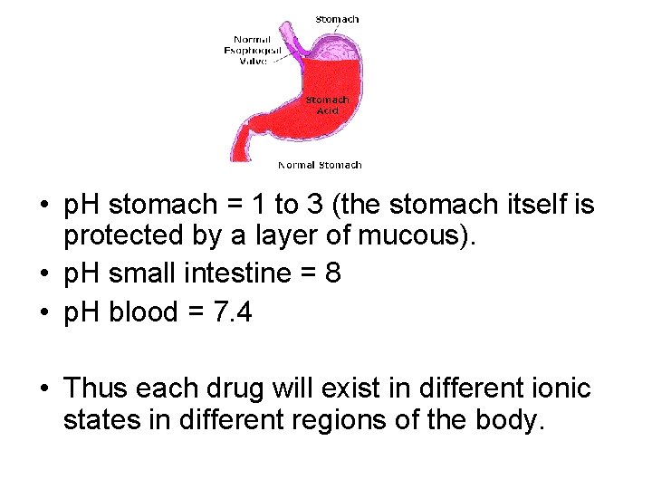  • p. H stomach = 1 to 3 (the stomach itself is protected