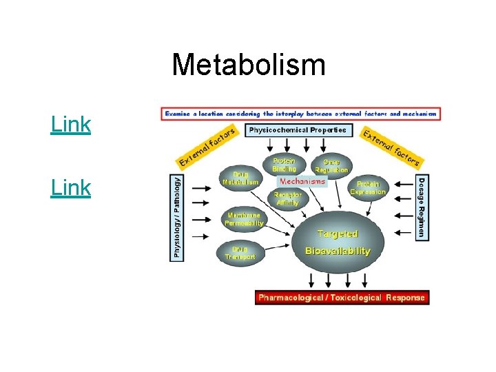 Metabolism Link 