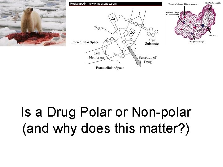 Is a Drug Polar or Non-polar (and why does this matter? ) 