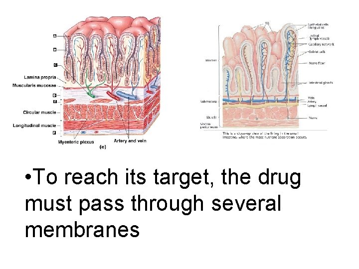  • To reach its target, the drug must pass through several membranes 