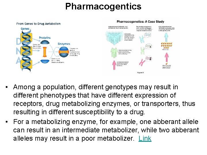 Pharmacogentics • Among a population, different genotypes may result in different phenotypes that have