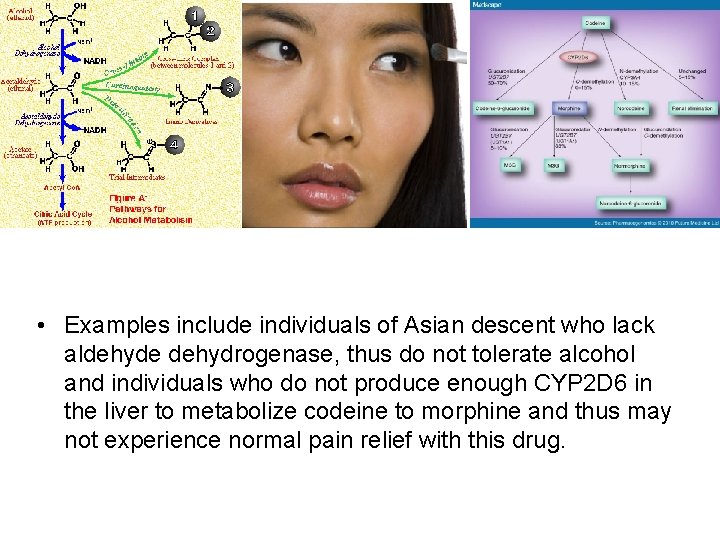  • Examples include individuals of Asian descent who lack aldehyde dehydrogenase, thus do