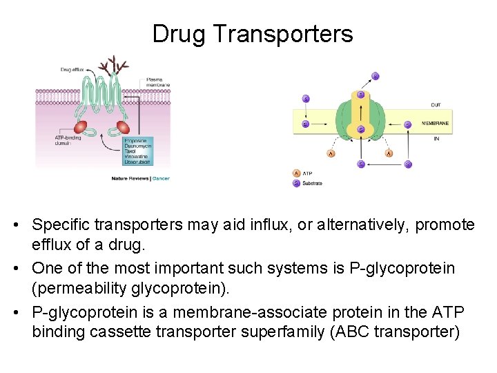 Drug Transporters • Specific transporters may aid influx, or alternatively, promote efflux of a