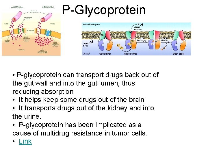 P-Glycoprotein • P-glycoprotein can transport drugs back out of the gut wall and into
