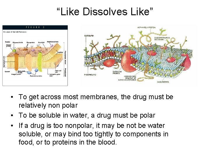 “Like Dissolves Like” • To get across most membranes, the drug must be relatively