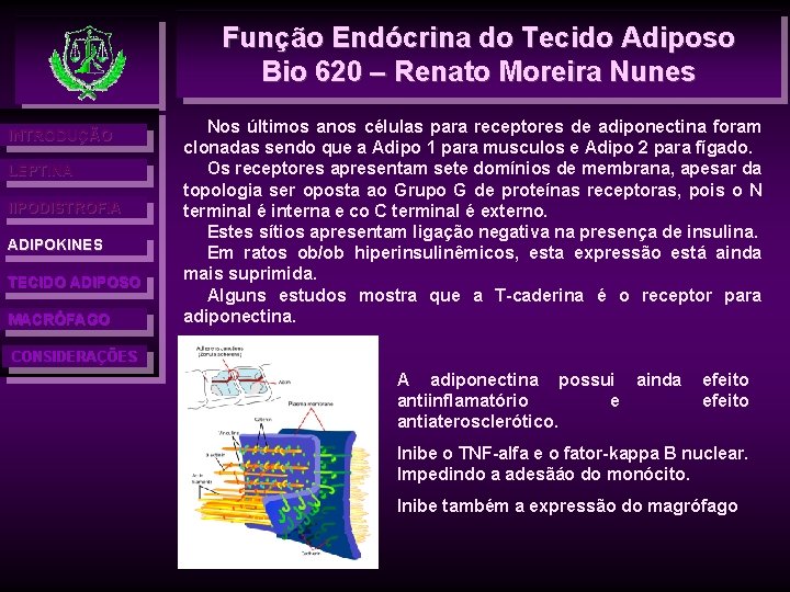 Função Endócrina do Tecido Adiposo Bio 620 – Renato Moreira Nunes INTRODUÇÃO LEPTINA l.