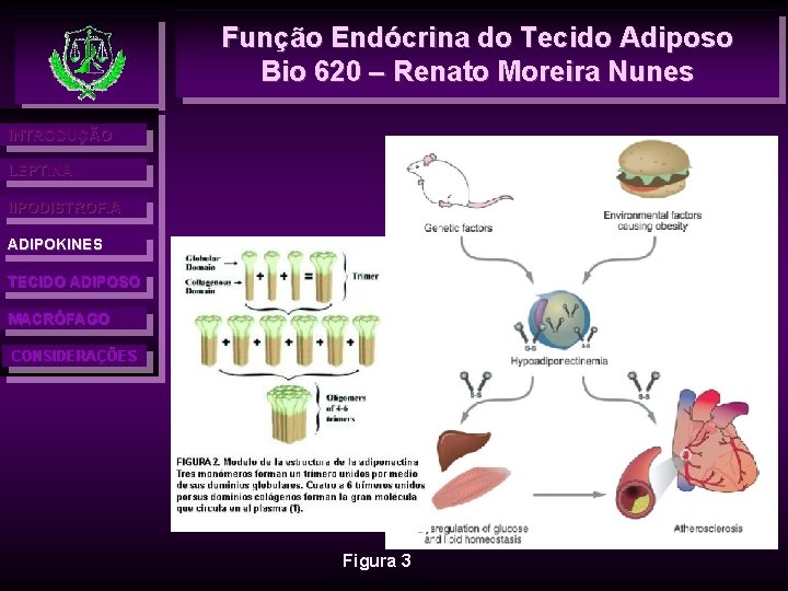 Função Endócrina do Tecido Adiposo Bio 620 – Renato Moreira Nunes INTRODUÇÃO LEPTINA l.