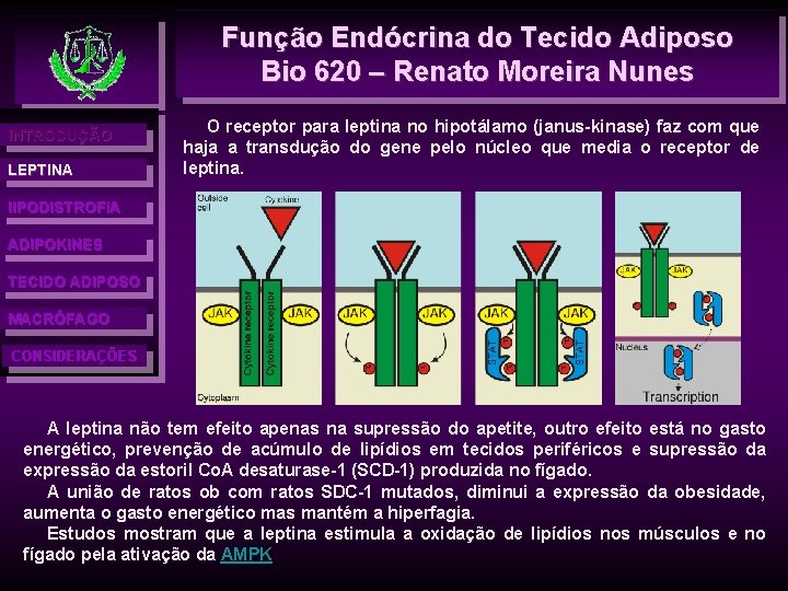 Função Endócrina do Tecido Adiposo Bio 620 – Renato Moreira Nunes INTRODUÇÃO LEPTINA O